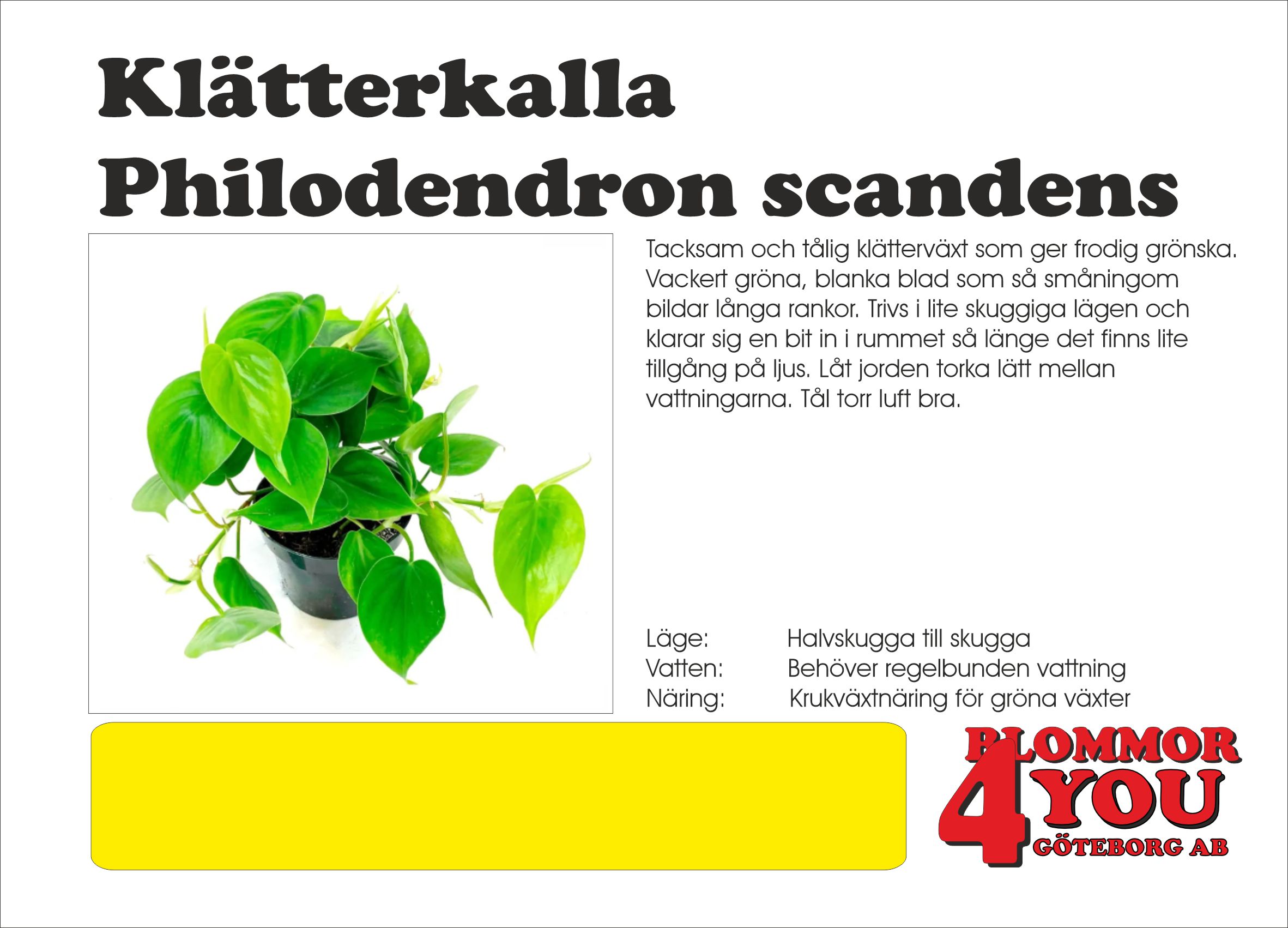 Klätterkalla Philodendron scandens
