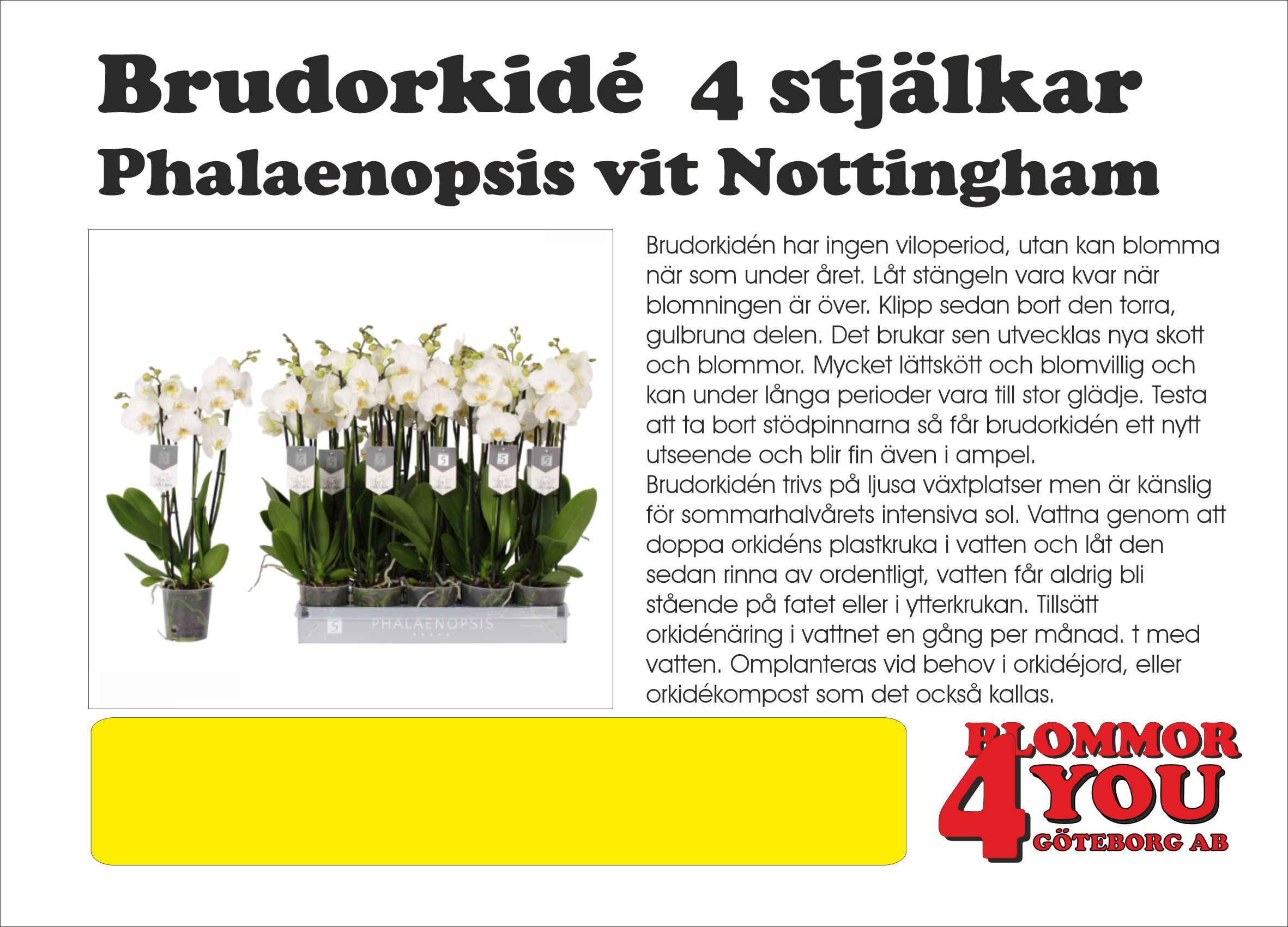 Brudorkidé  3 stjälkar Phalaenopsis vit Nottingham