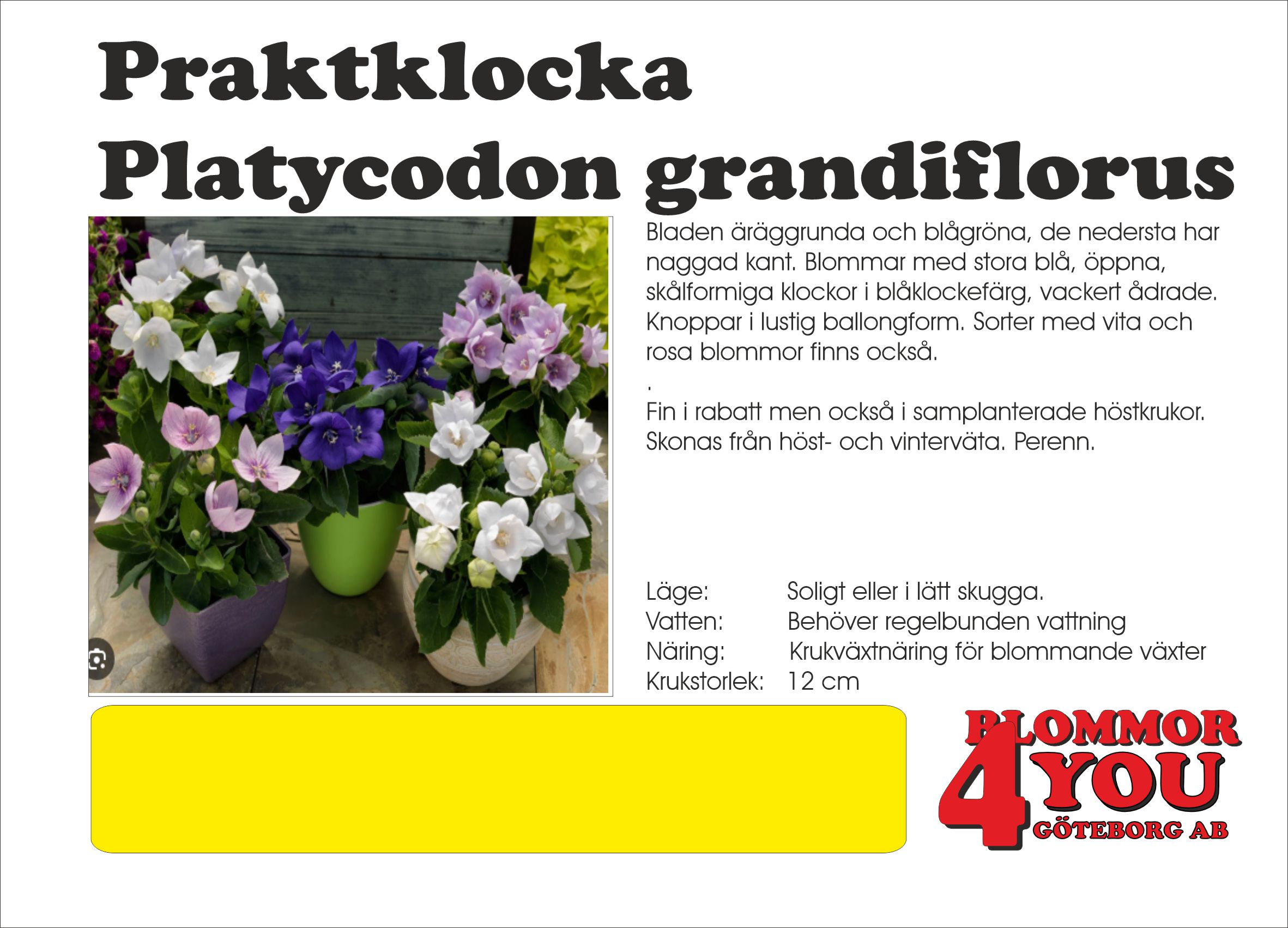 Praktklocka Platycodon grandiflorus