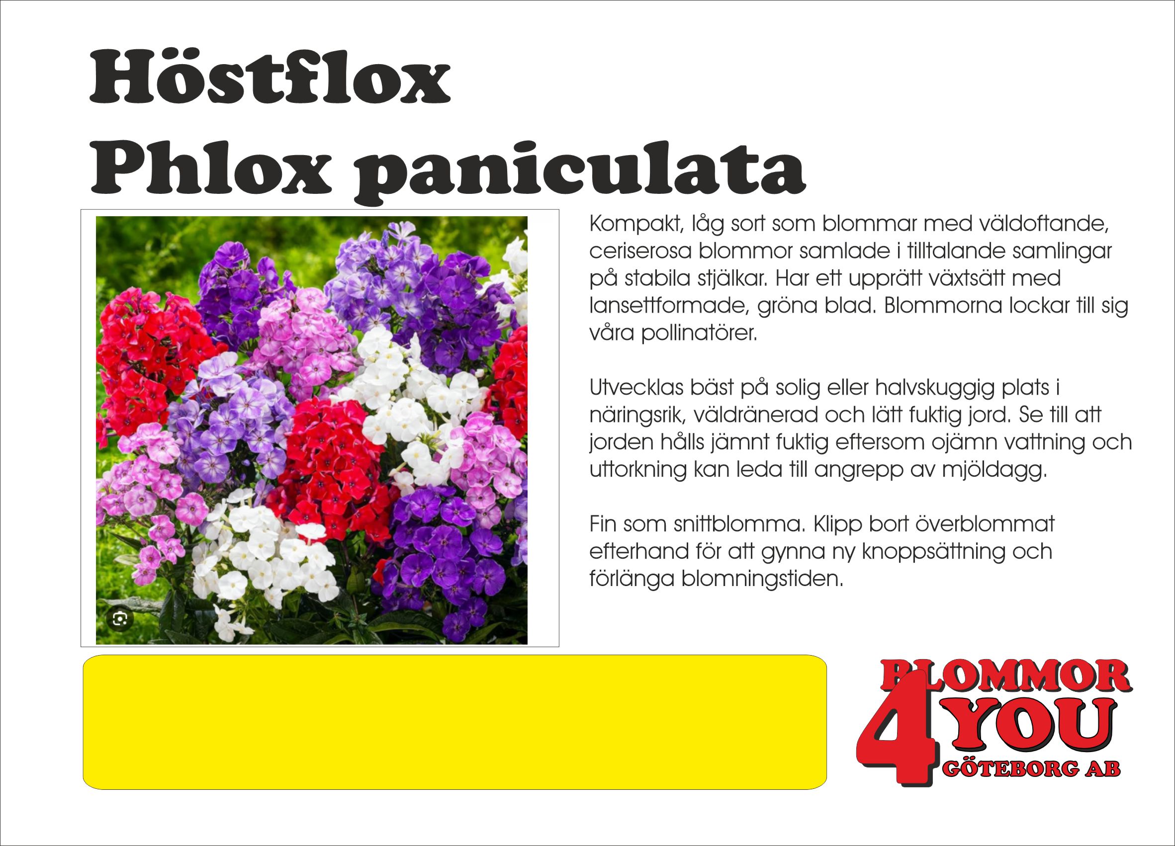 Höstflox Phlox paniculata