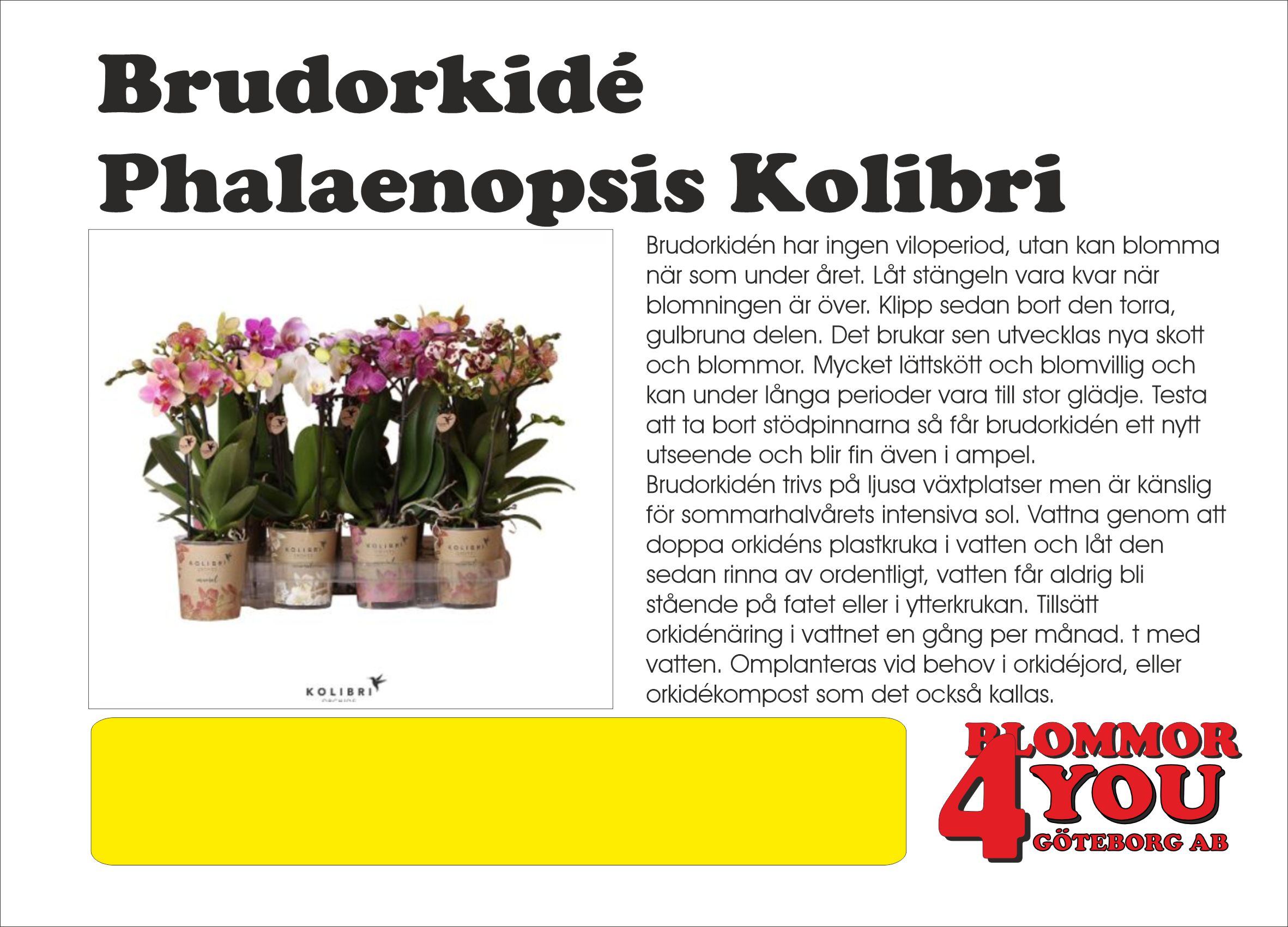 Brudorkidé Phalaenopsis Kolibri mix, 16+ blommor