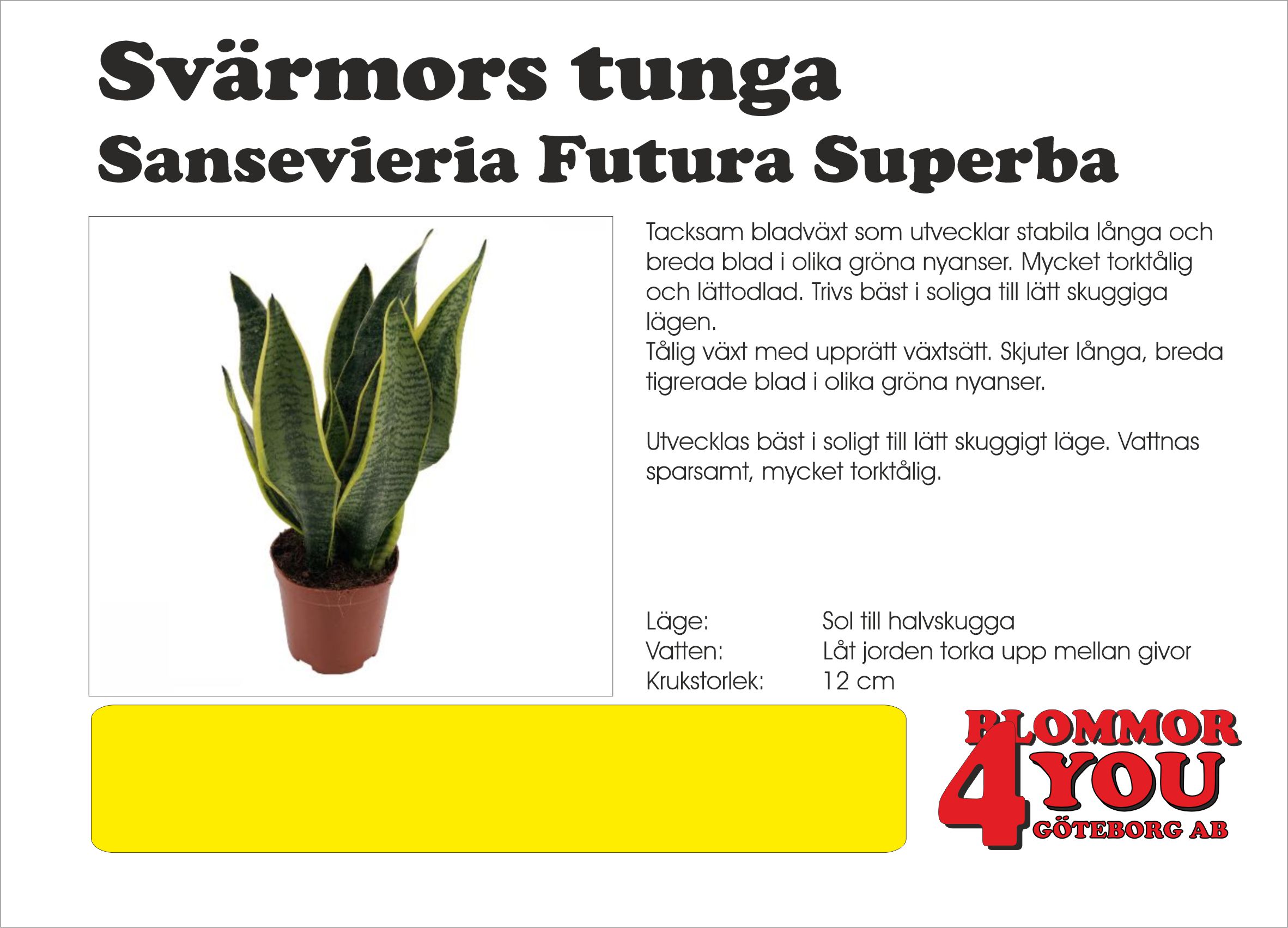 Svärmors tunga Sansevieria Futura Superba