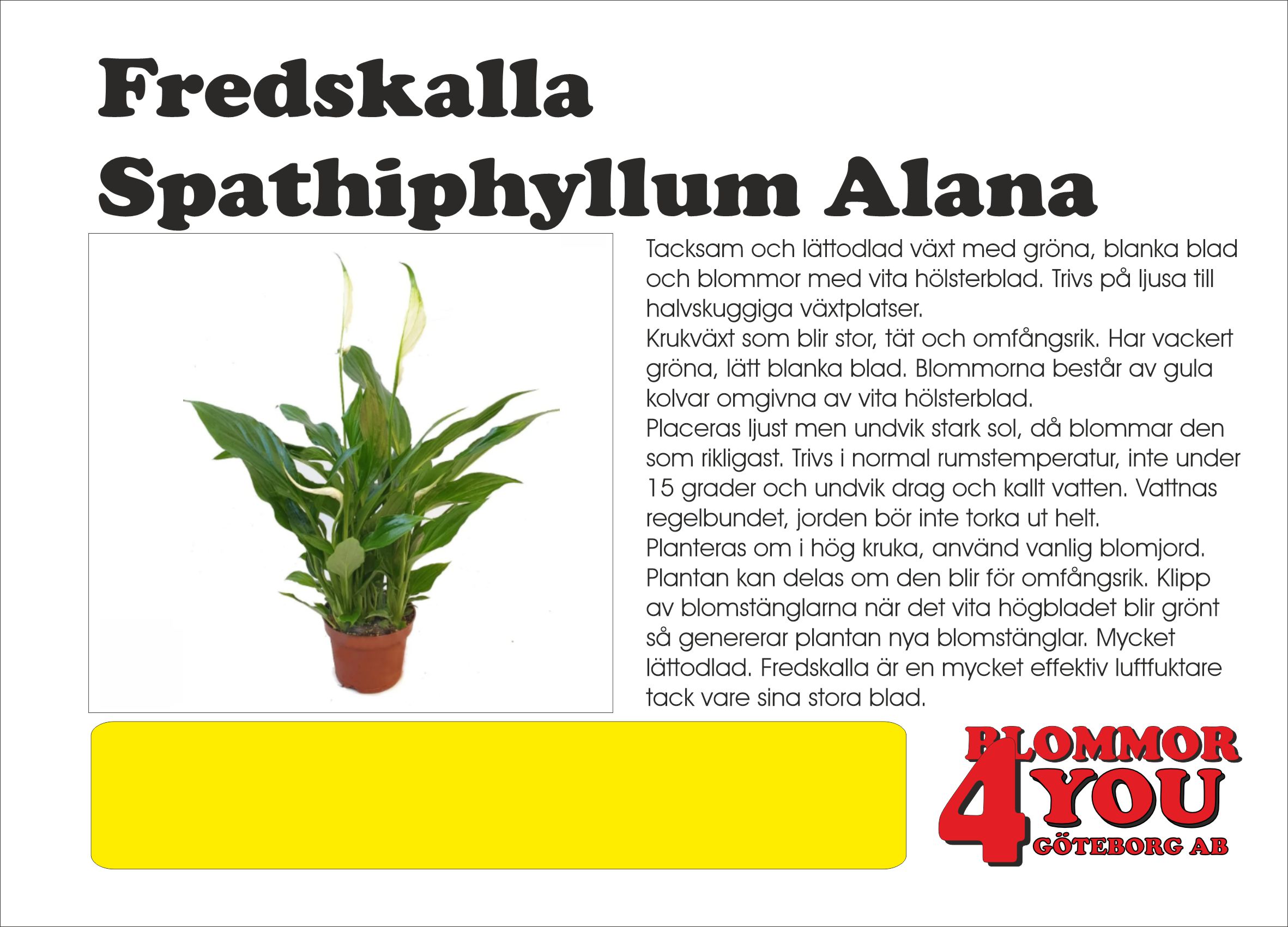 Fredskalla Spathiphyllum Alana