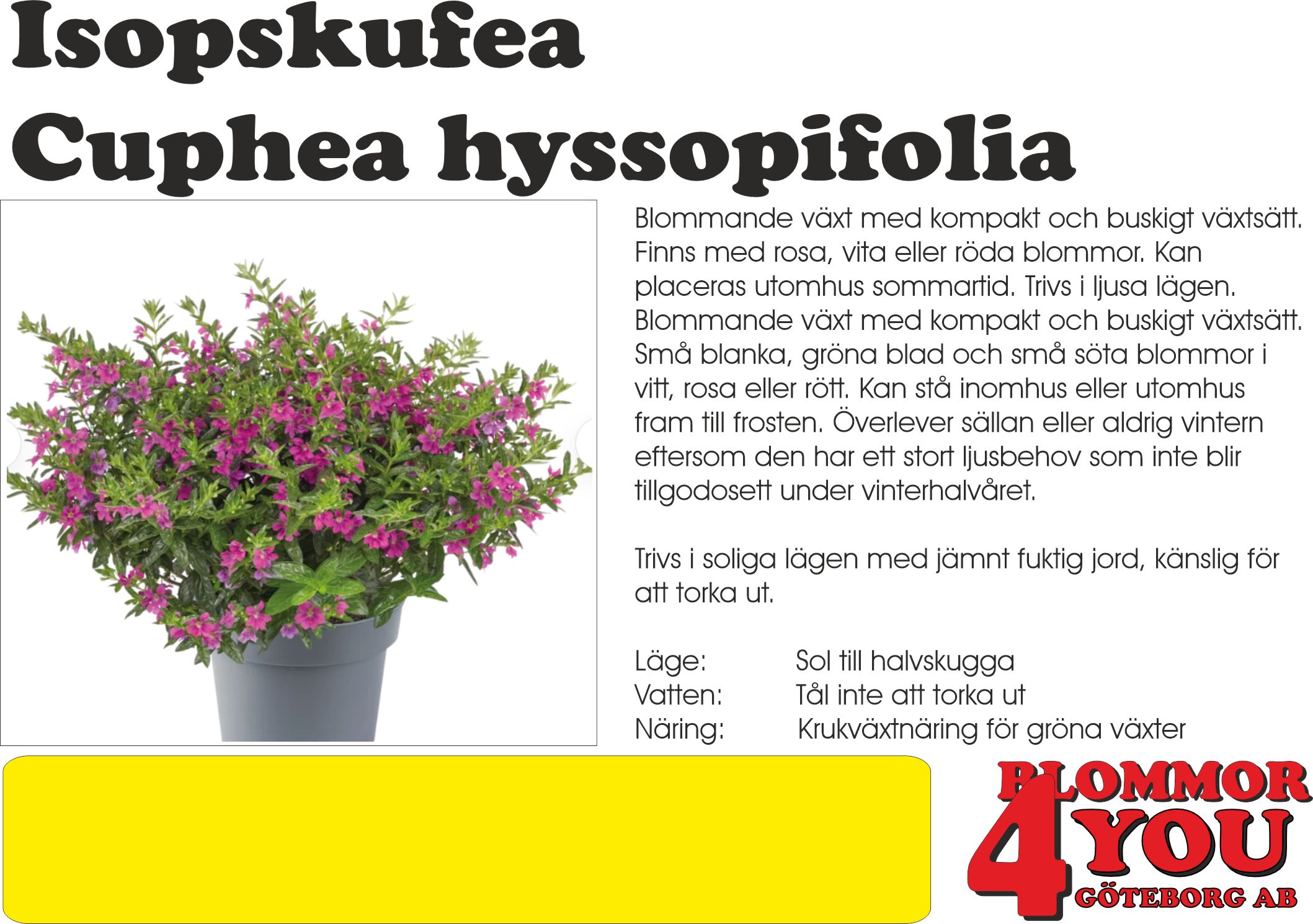 CUPHEA HYSSOPIFOLIA 10,5Ø