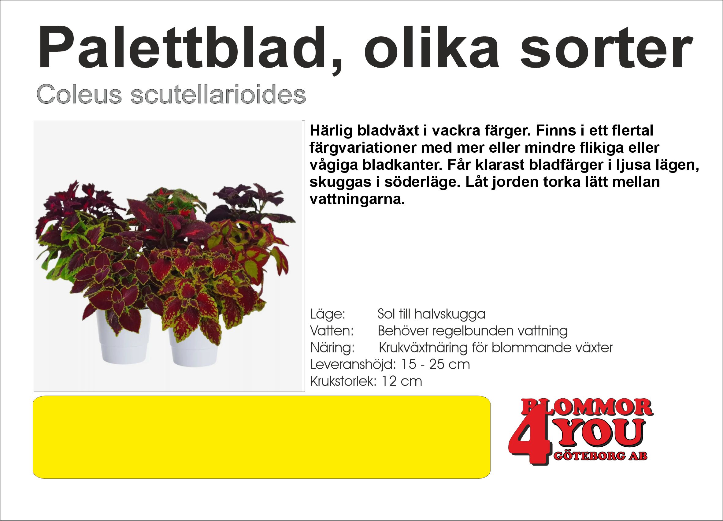 Palettblad, olika sorter Coleus scutellarioides   12Ø