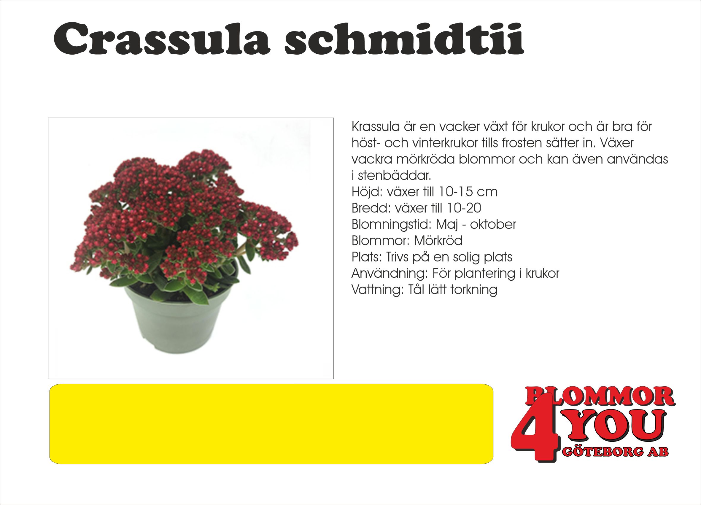 CRASSULA SCHMIDTII ALPHA  10,5 CM