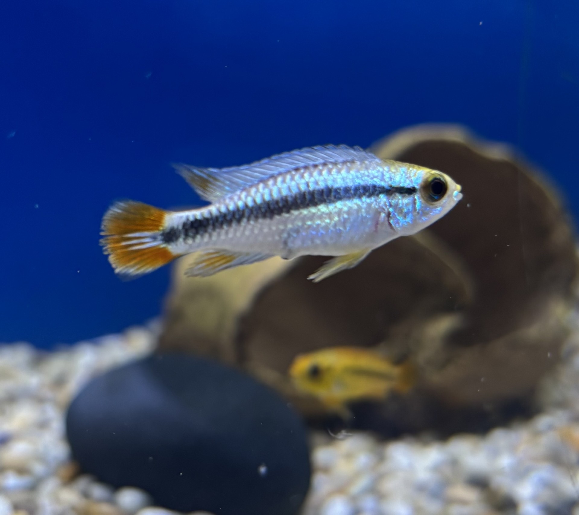 AP. Agassizii Blue Flame (Apistogramma agassizii) Par