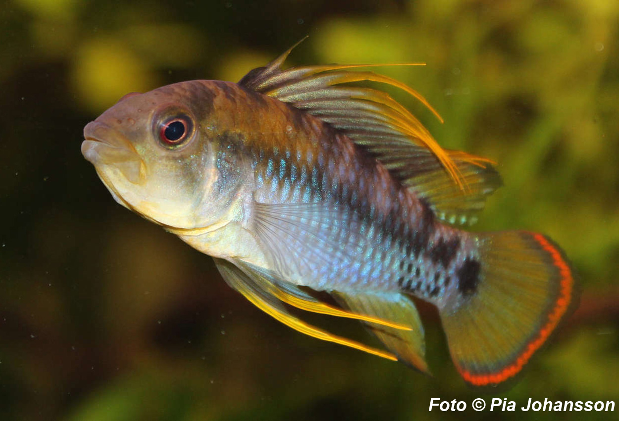 Inka apistogramma, Inka dvärciklid (Apistogramma baenschi) Par