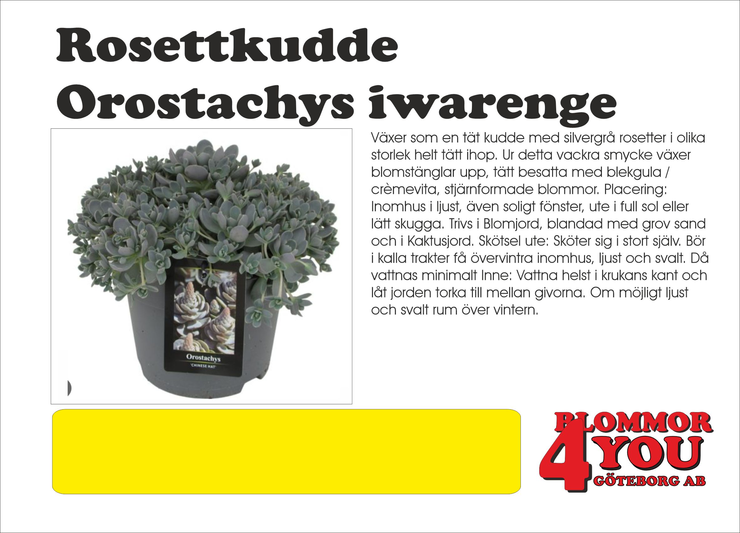 Rosettkudde Orostachys iwarenge