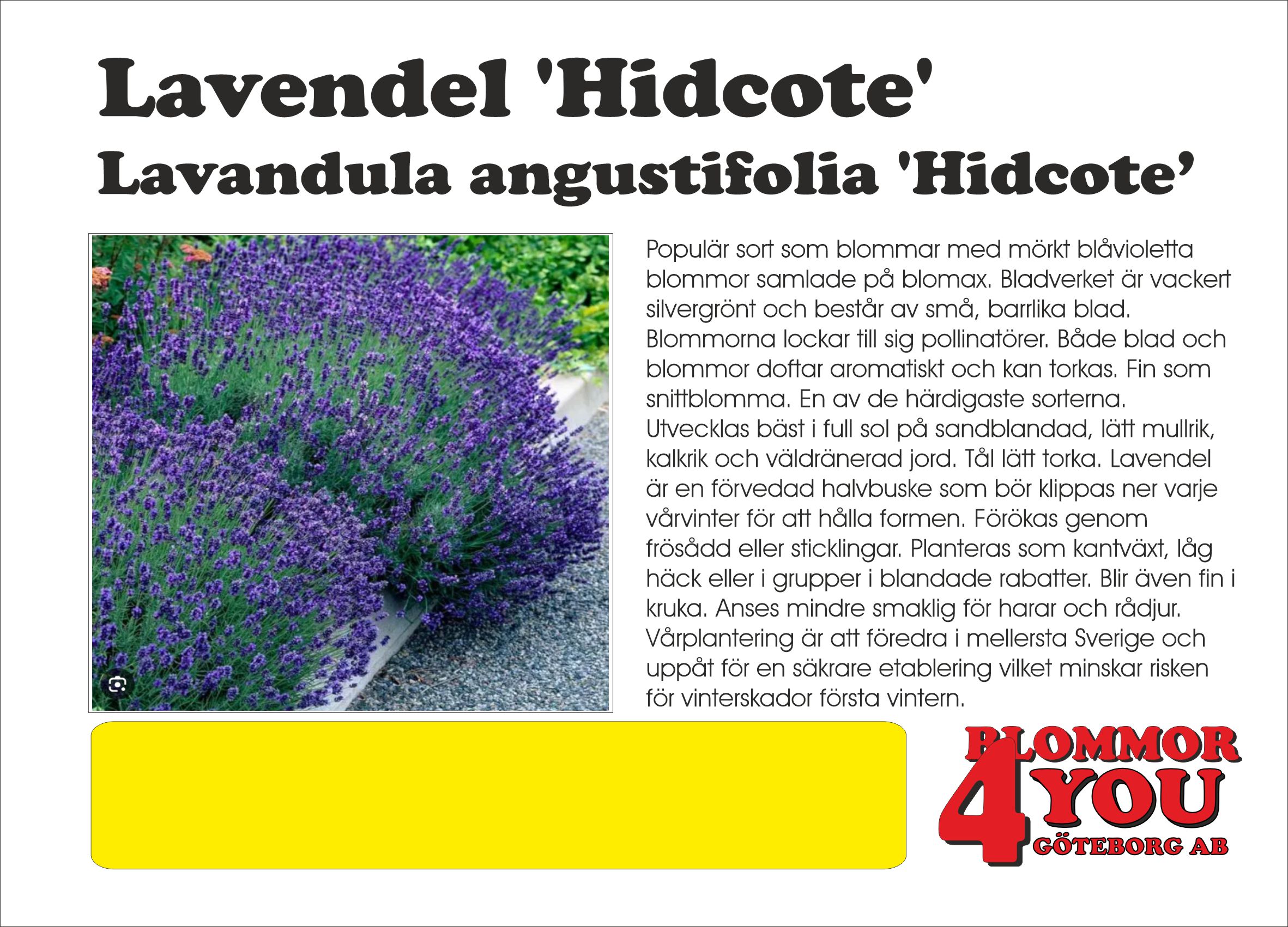 Lavendel Hidcote Lavandula angustifolia Hidcote’