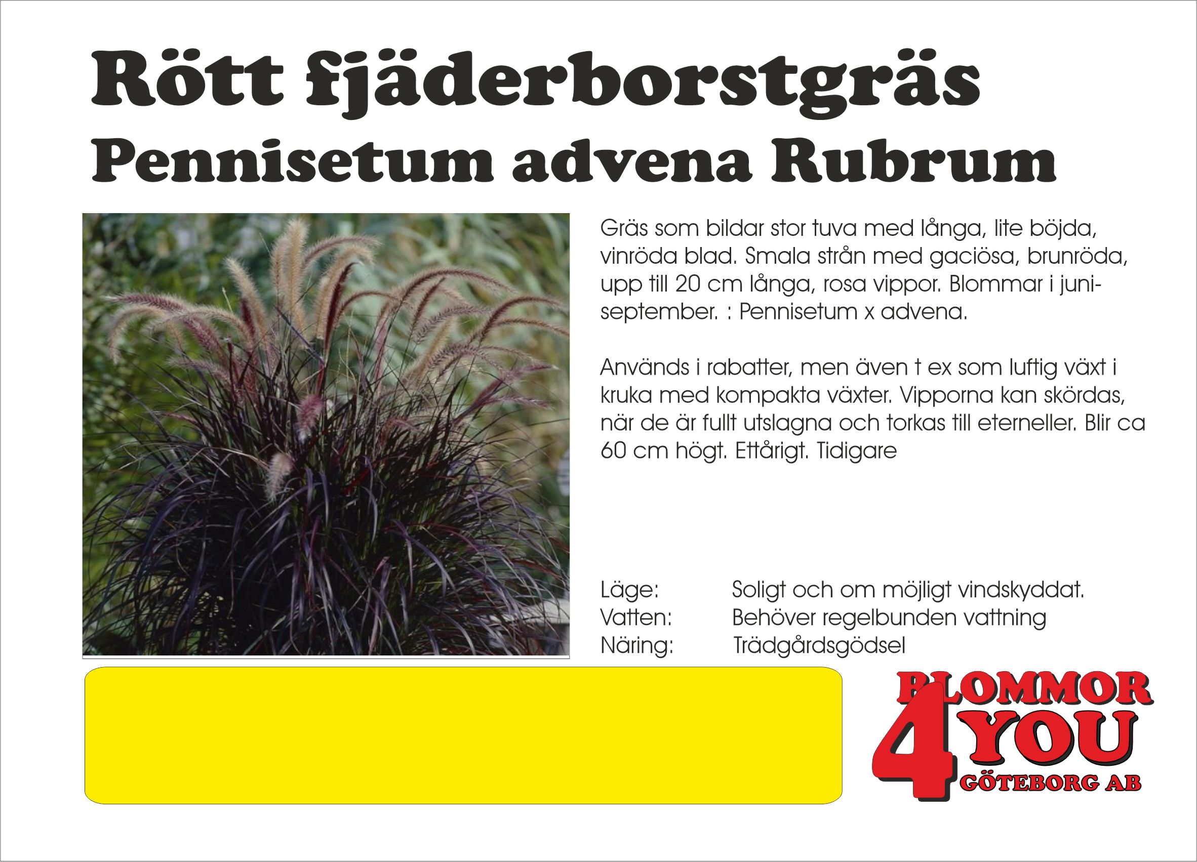 Rött fjäderborstgräs Pennisetum advena Rubrum
