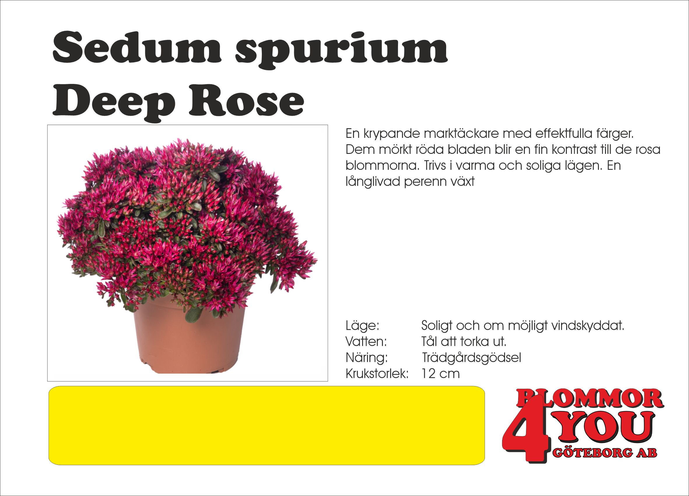 SEDUM SPURIUM DEEP ROSE