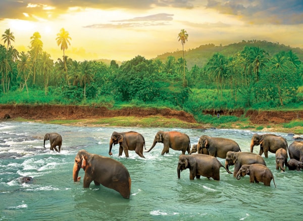 Rain Forest, 1000 Bitar Eurographics