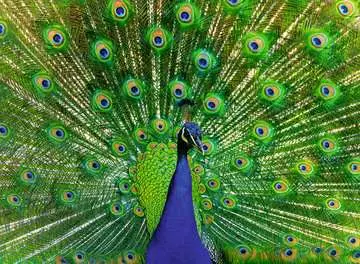 Peacock, 500 Bitar Ravensburger