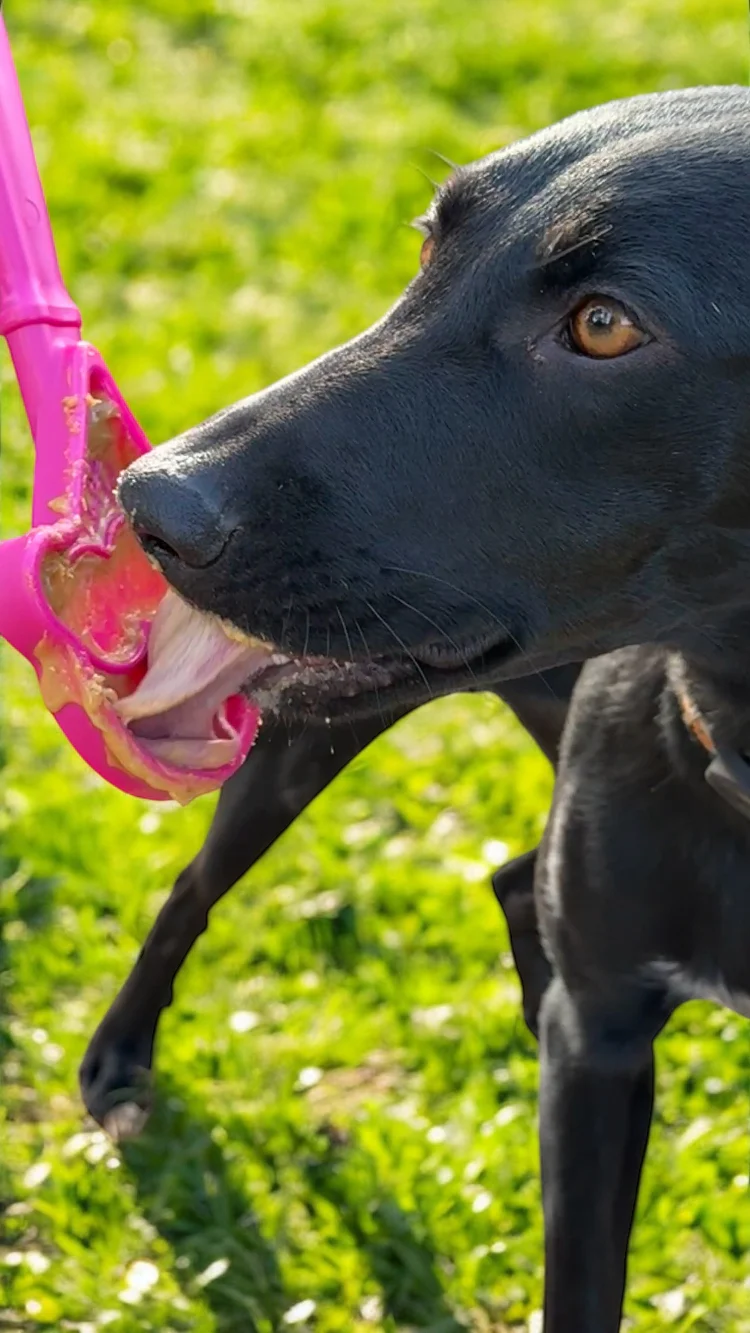Sodapup Lick Stick Interactive Enrichment Toy - 4
