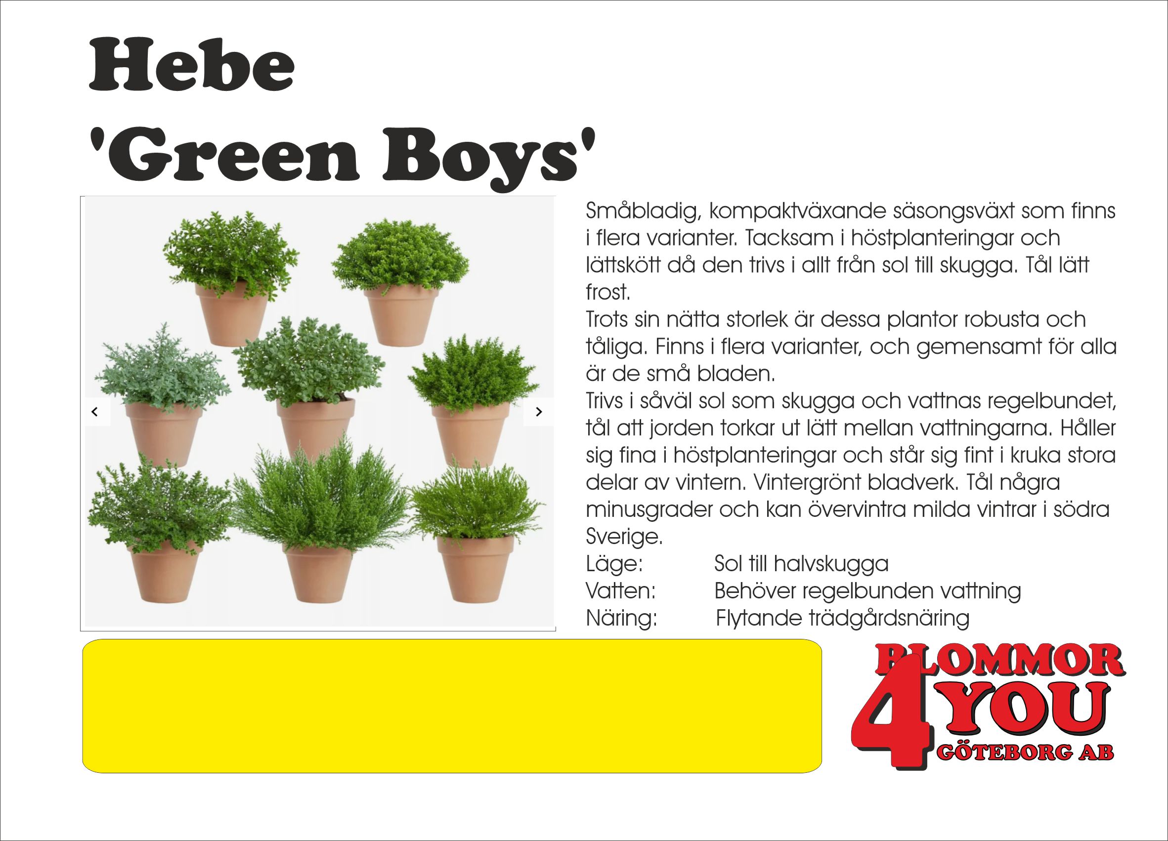 HEBE HYBRIDER GREEN BOYS MIX