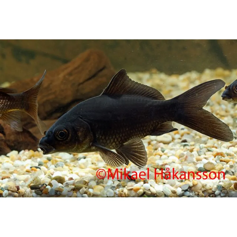 Guldfisk Svart 5-7cm (Carassius auratus)
