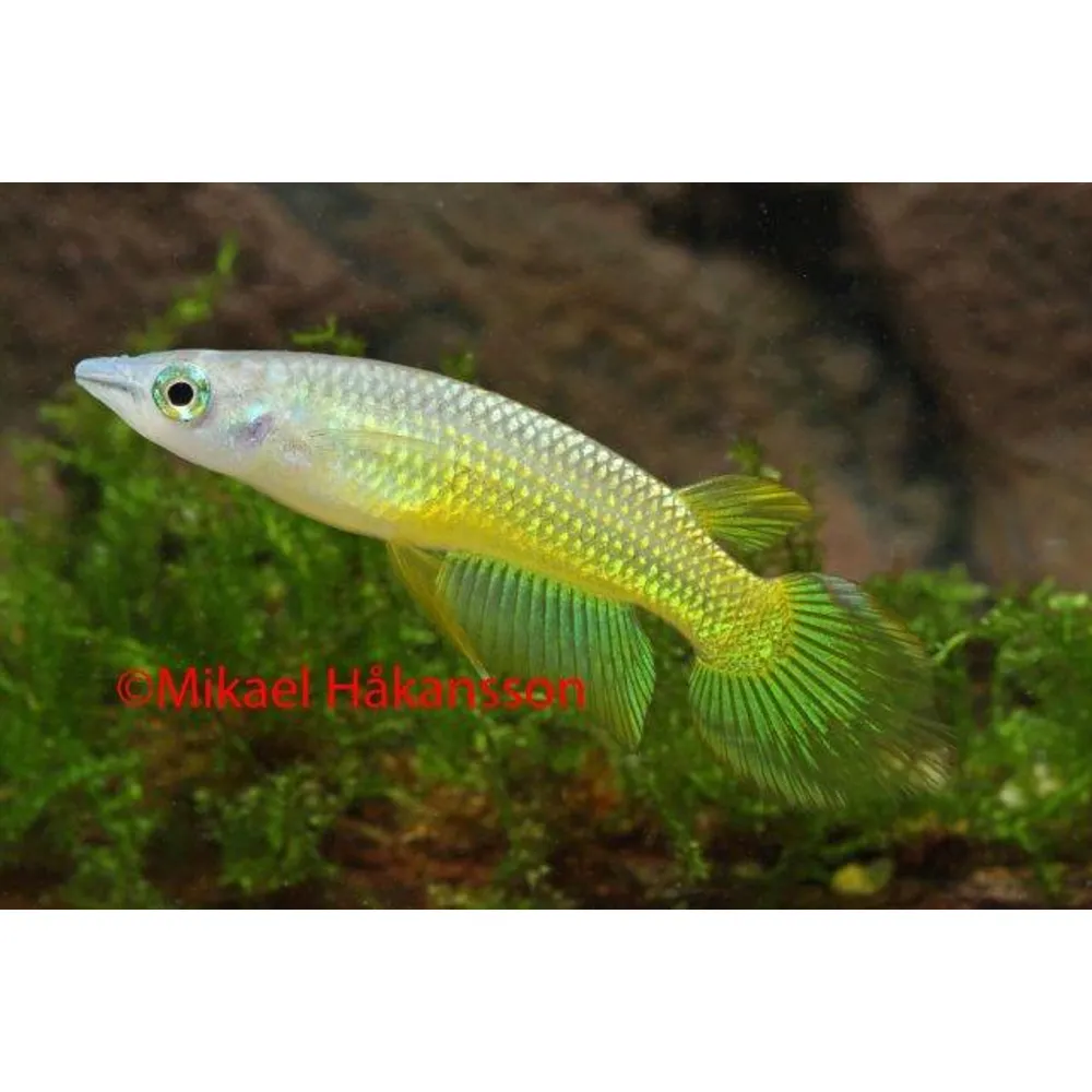 Randig tandkarp, Guld (Aplocheilus lineatus)