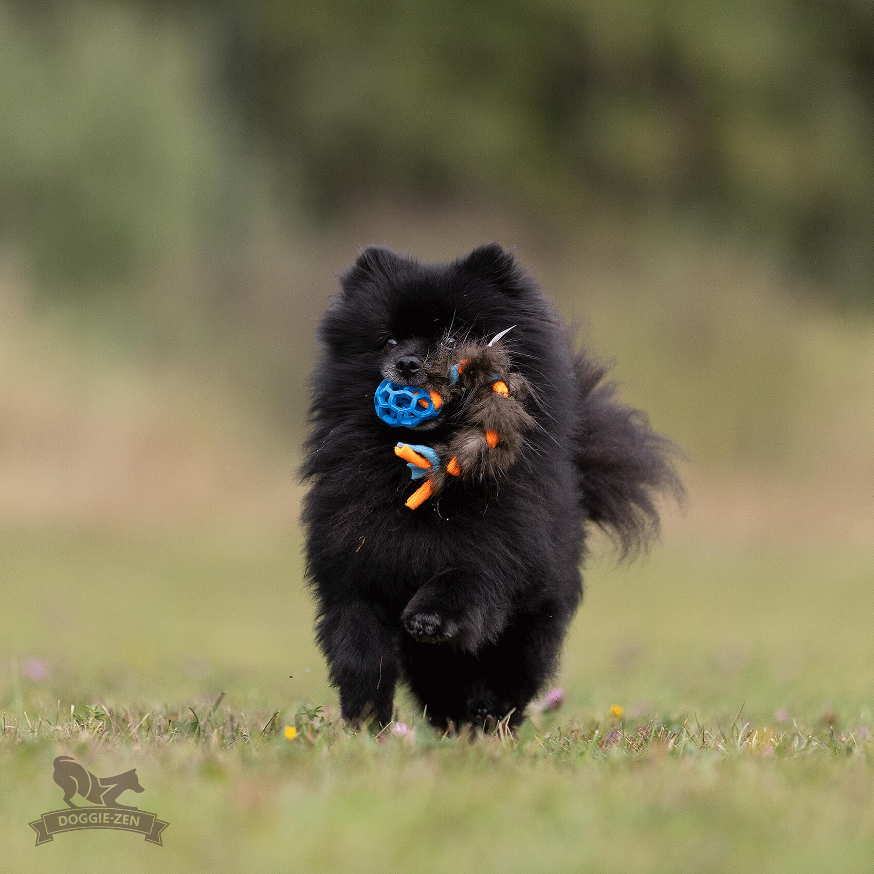 Doggie-Zen Fleece- & Biberzopf Hundespielzeug XS 20 cm mit Hol-ee Roller – Sortierte Farben