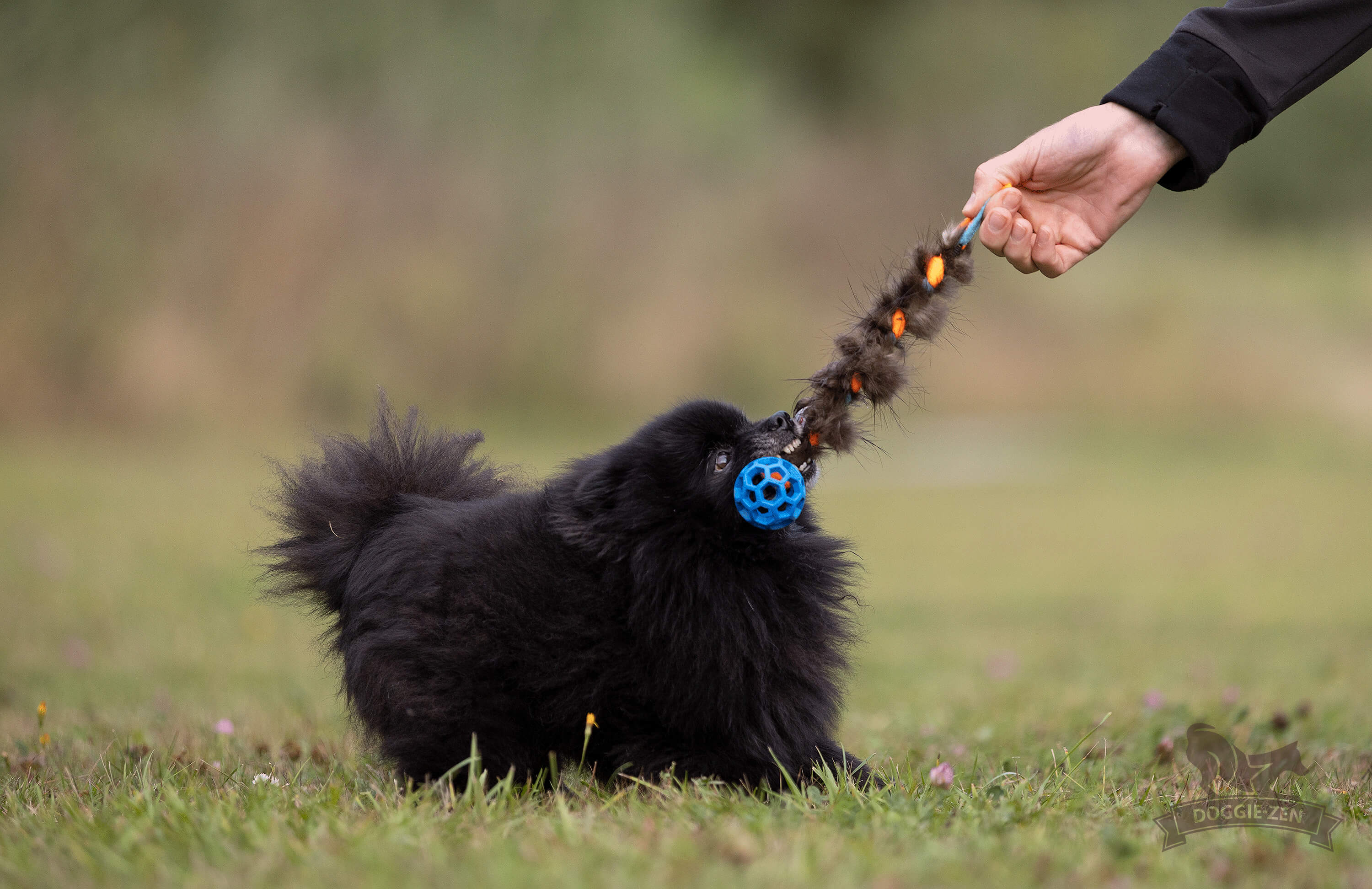 Doggie-Zen Fleece- & Biberzopf Hundespielzeug XS 20 cm mit Hol-ee Roller – Sortierte Farben - strapazierfähig 