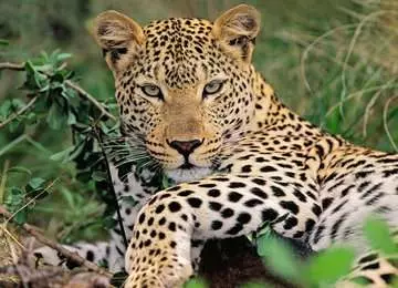 Lounging Leopard, 100 Bitar XXL Ravensburger
