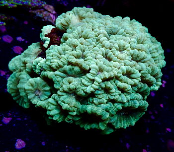 Caulastrea spp. colony