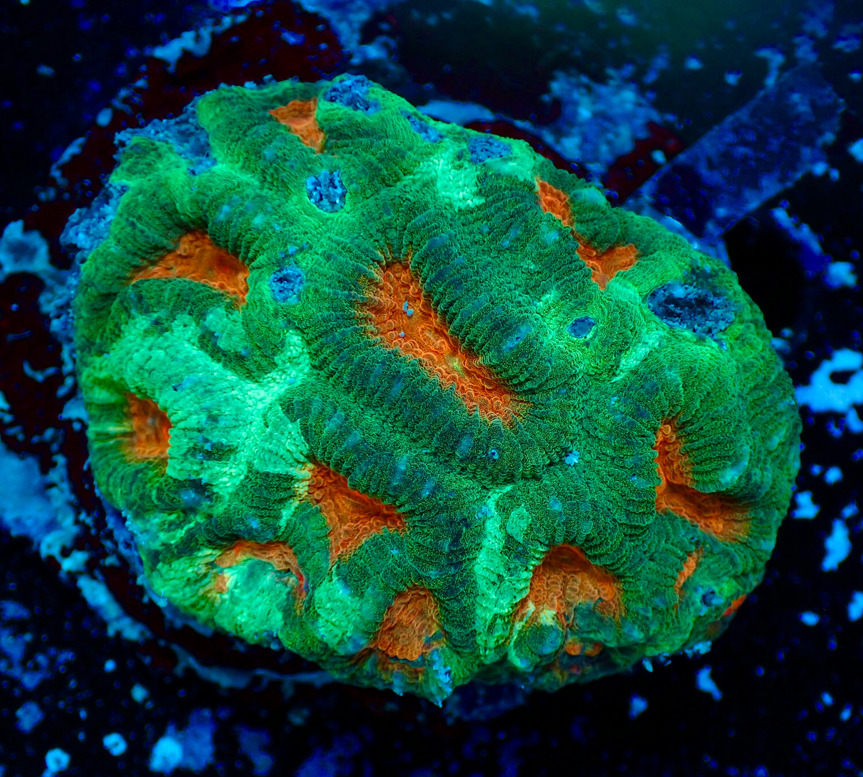 Acanthastrea Echinata ultra