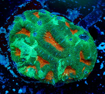 Acanthastrea Echinata ultra