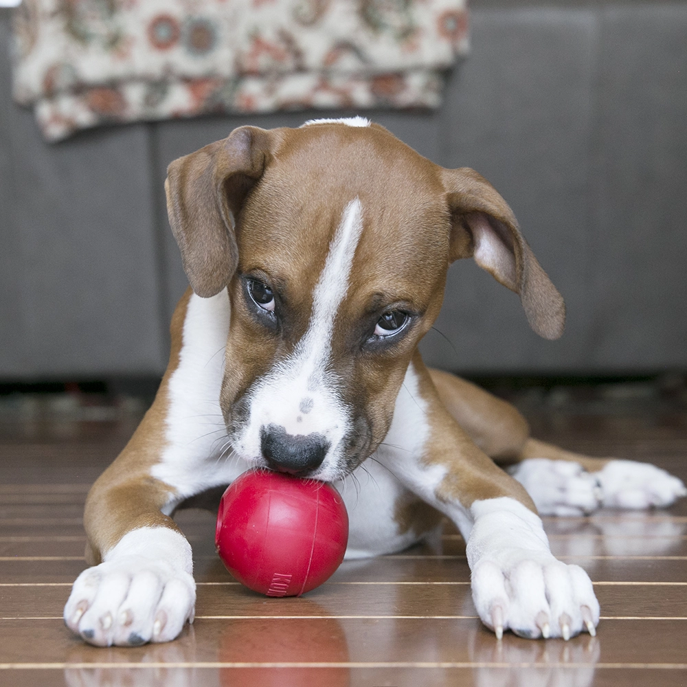 Dog toy ball red KONG