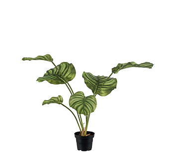 Calathea herra Kasvi