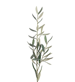 Oliivin oksa herra Plant
