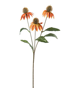 Aurinkohattu Oranssi herra Plant