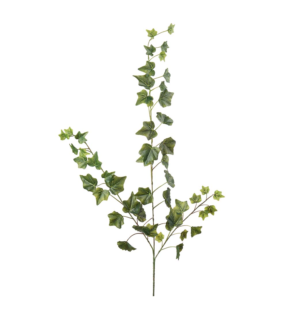 Ivy herra Plant - 2