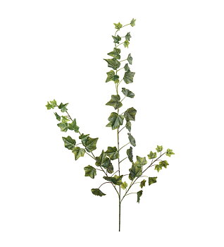 Ivy herra Plant