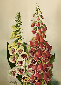Juliste Vintage Digitalis 50x70cm kauniita asioita