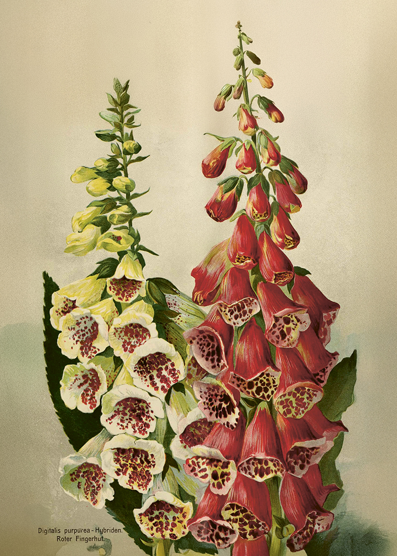 Plakat Vintage Digitalis 50x70cm Smukke ting - 2