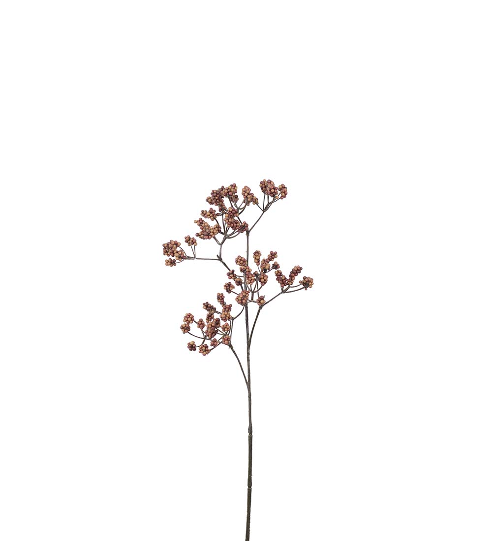 Bärkvist /  Orangebränd