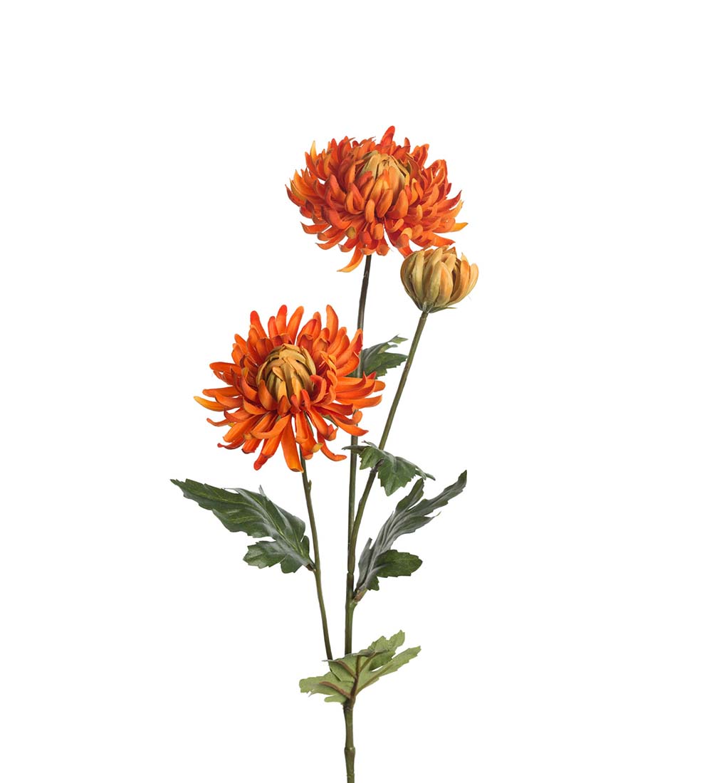 Chrysanthemum / 60cm