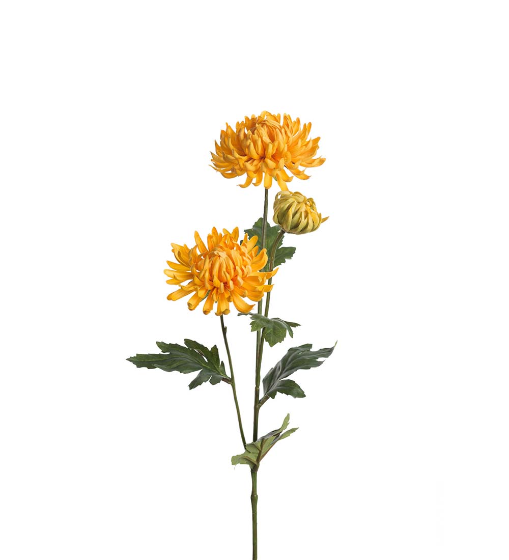 Chrysanthemum / 60cm