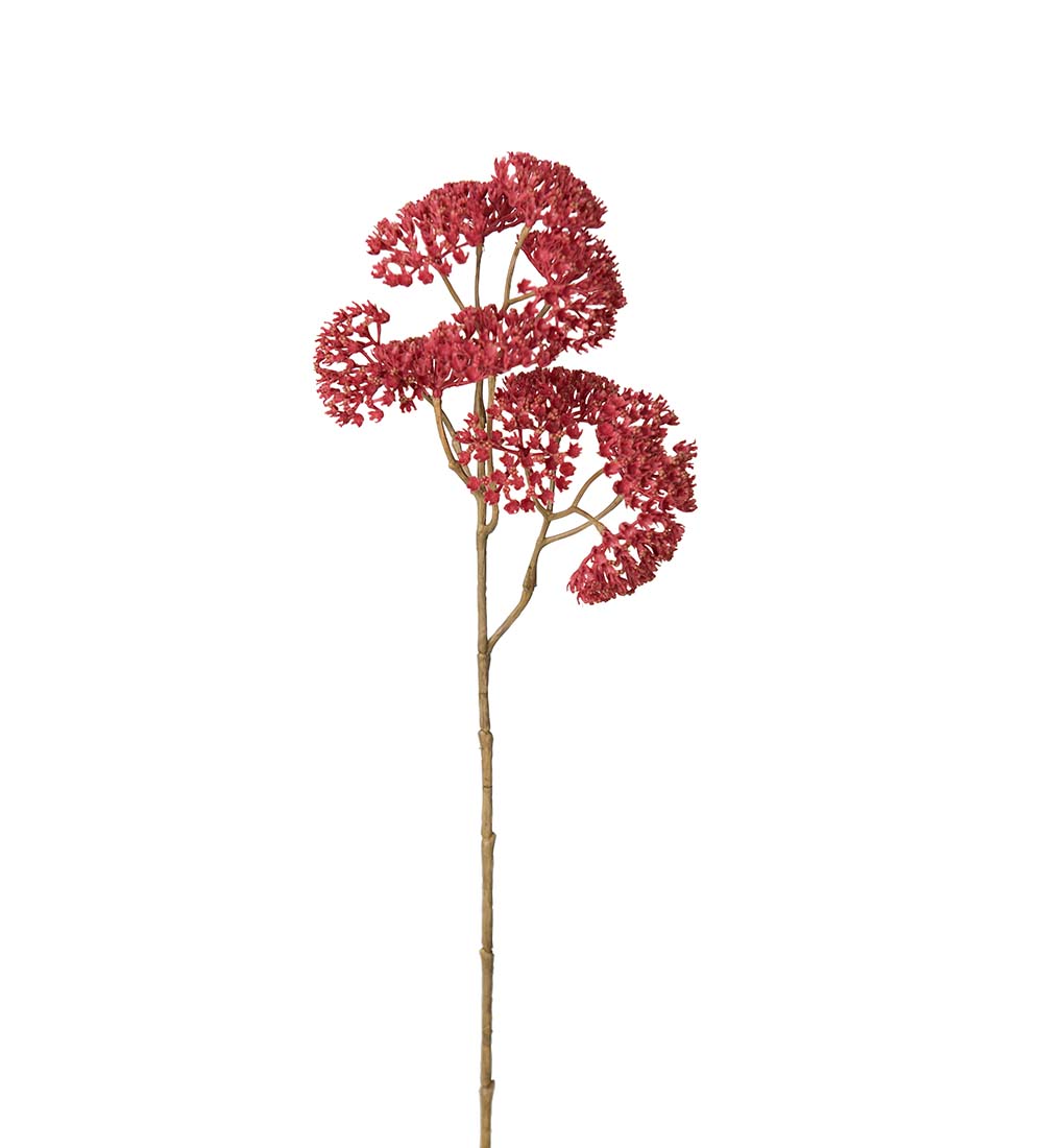 Röllika / 50cm