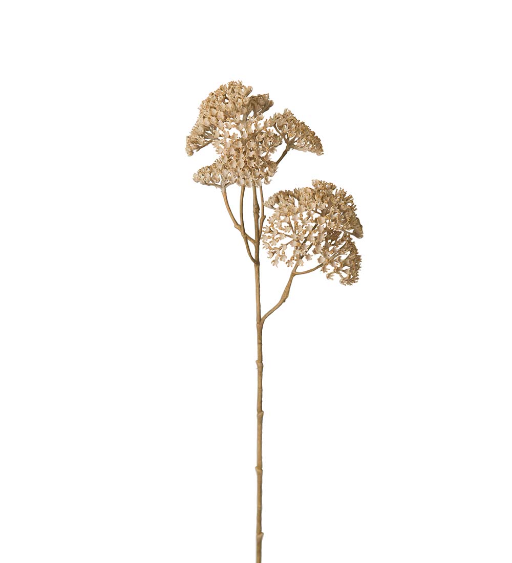 Röllika / 50 cm