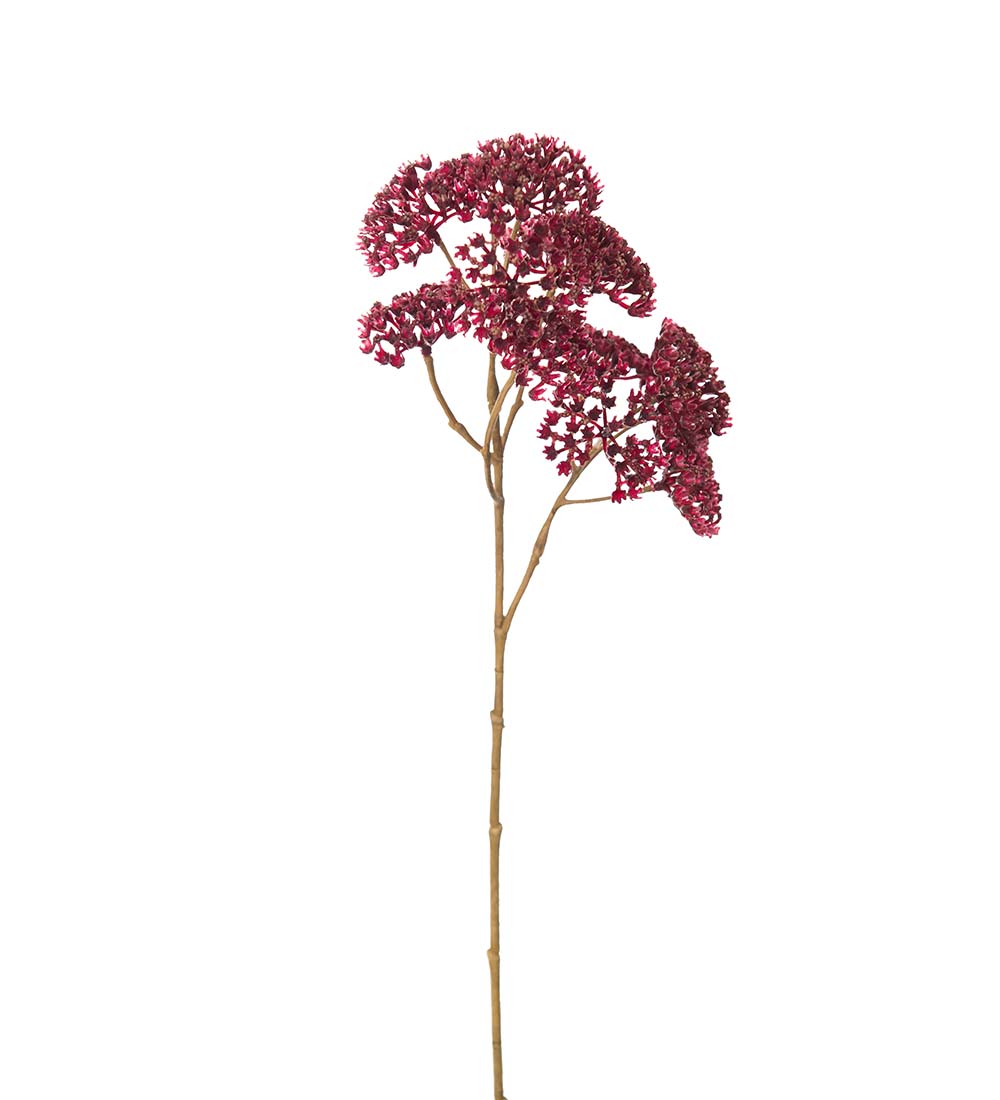 Röllika / 50 cm