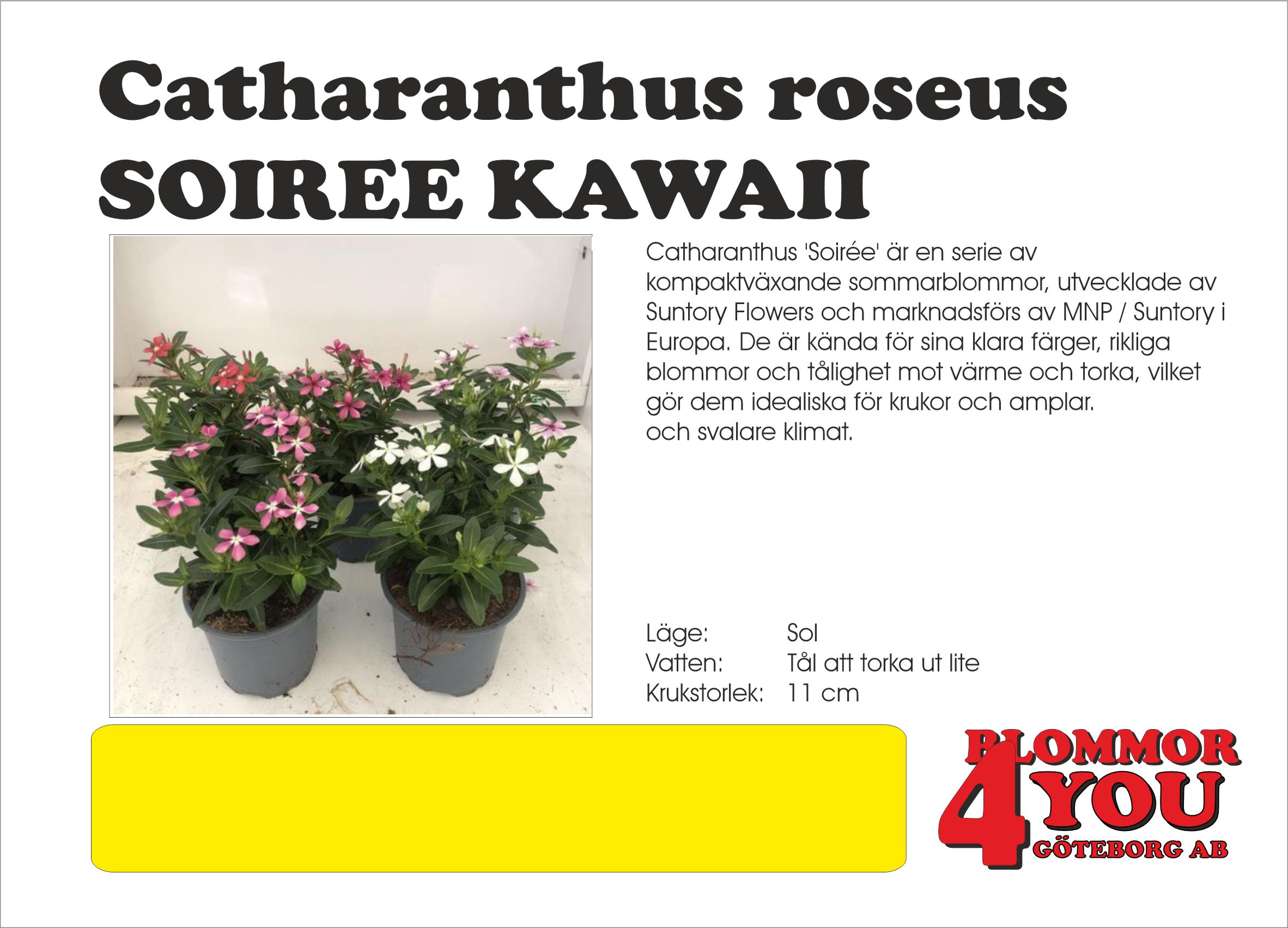 CATHARANTHUS SOIREE 11Ø - NY SERIE, VÄRMETÅLIG