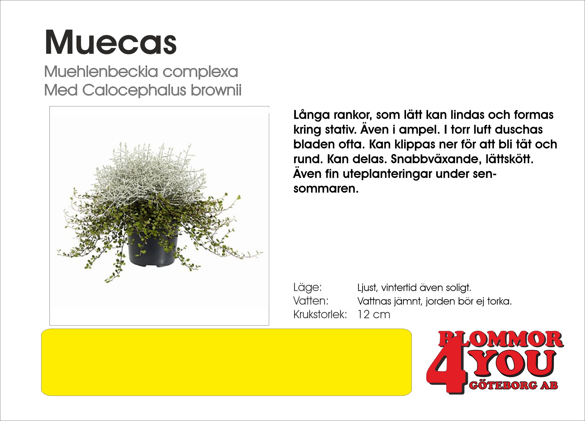 Muecas 12Ø  Muehlenbeckia complexa Med Calocephalus brownii