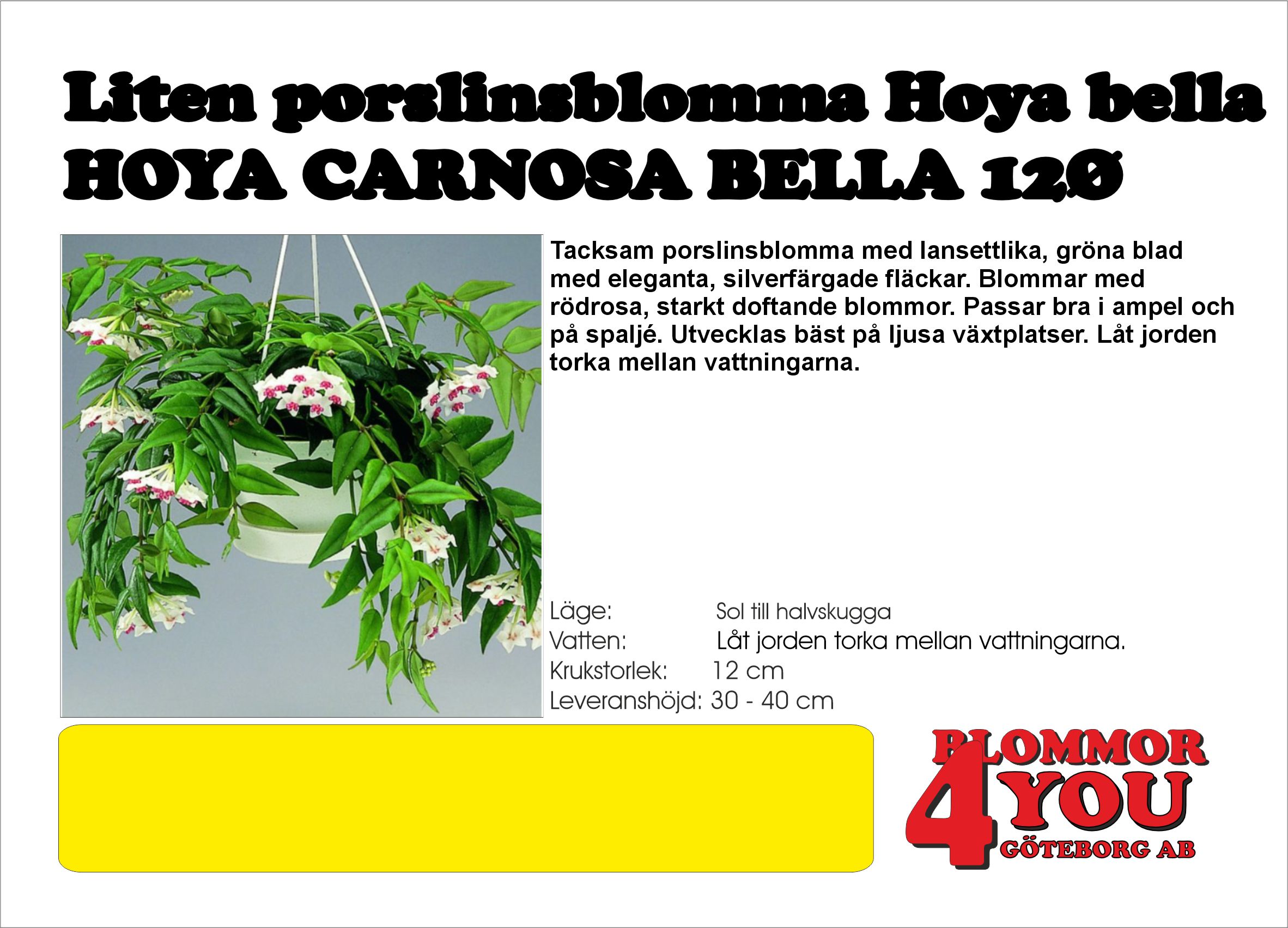 HOYA CARNOSA BELLA 12Ø
