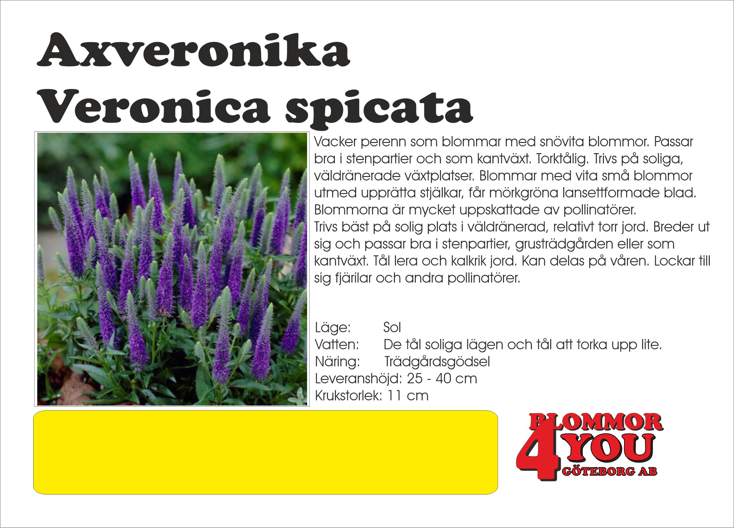 VERONICA SPICATA  Axveronika Veronica spicata
