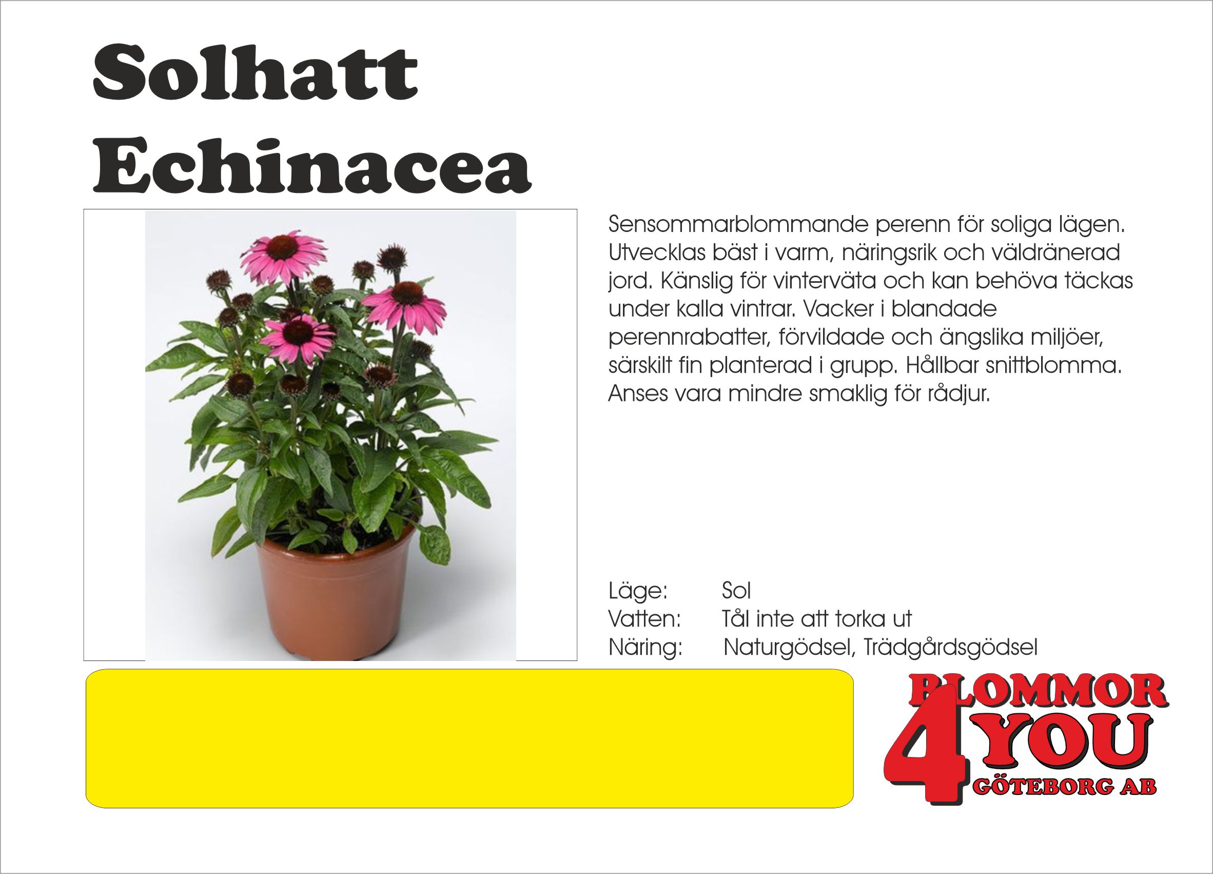ECHINACEA PURPUREA 21Ø