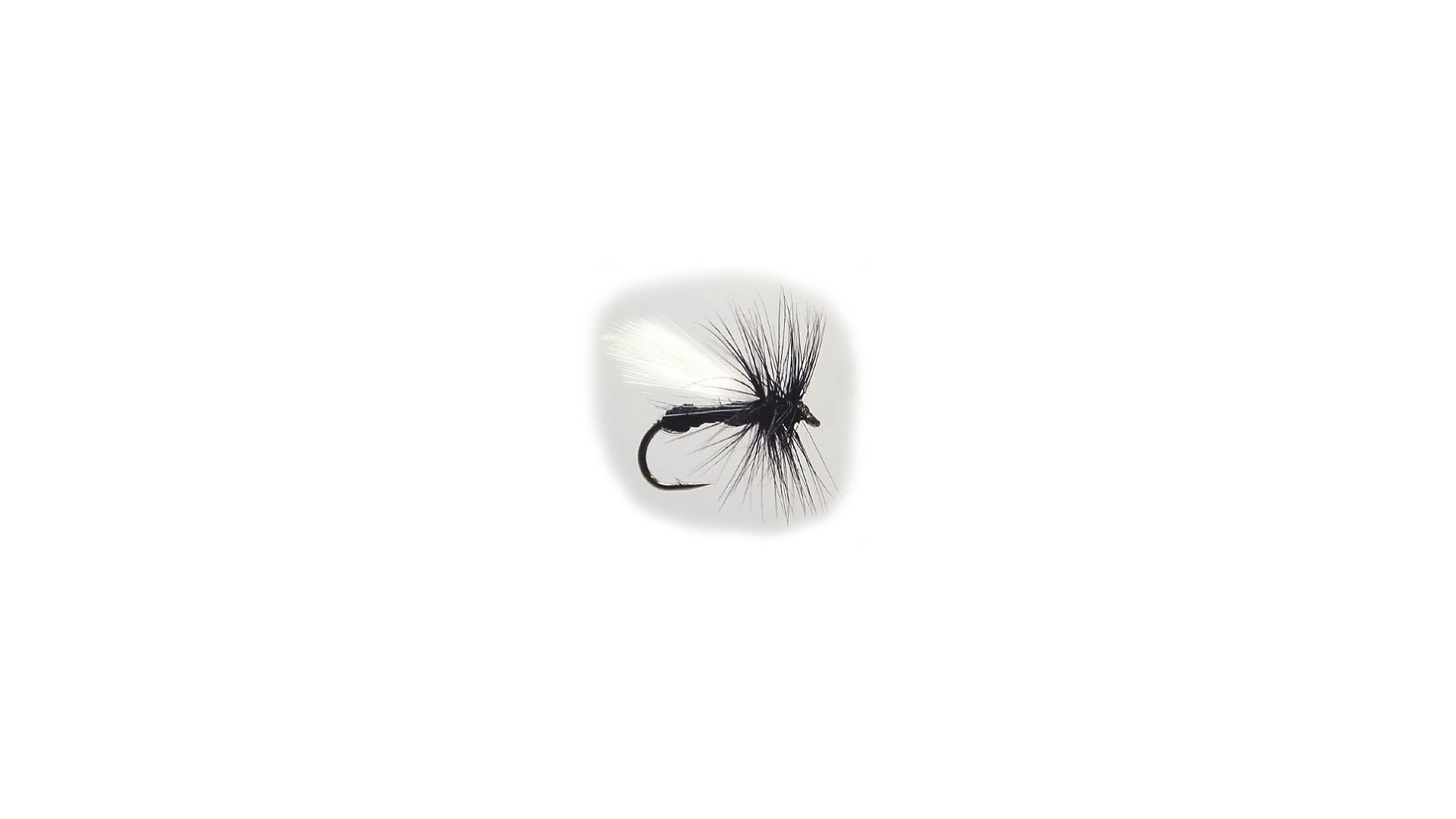 Torrfluga Black Ant 