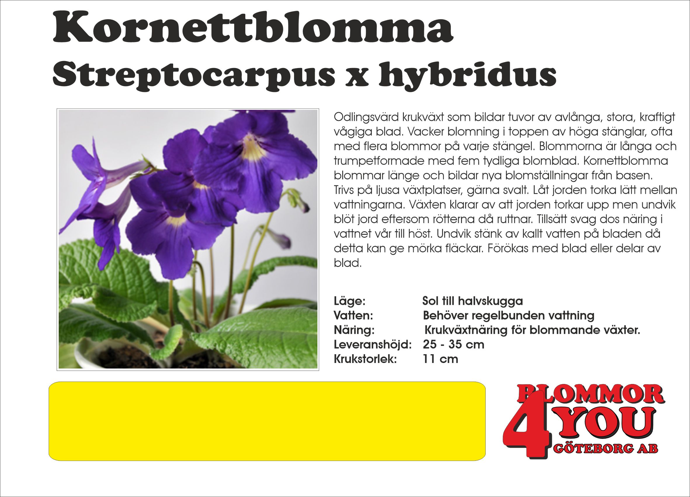 Streptocarpus  Kornettblomma  11 cm Ø  Kruka