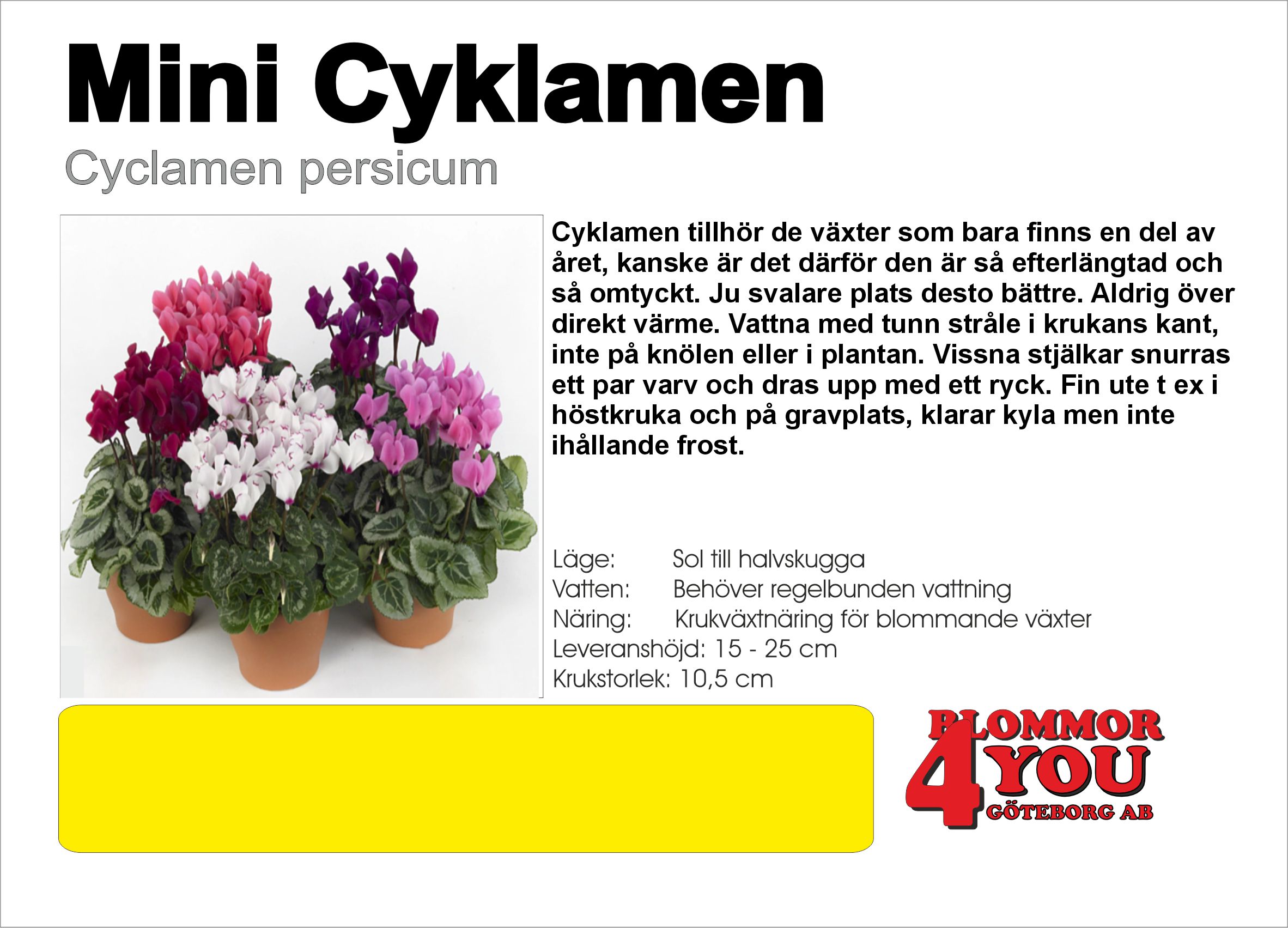 CYCLAMEN MINI 10,5 Ø